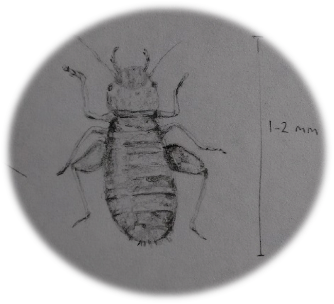 Book Lice (Psocoptera) eat the starch bindings of books and nibble the edges of pages |Drawing by Charlotte Anstis | Image: National Archives of Ireland