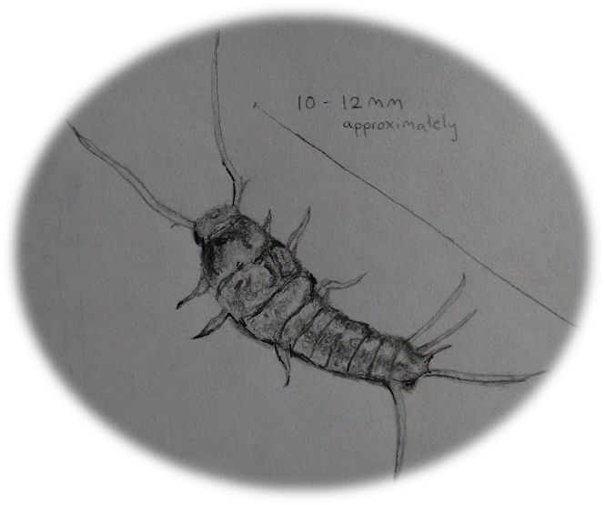 Silverfish (Lepisma saccharina) damage paper material | Drawing by Charlotte Anstis | Image: National Archives of Ireland